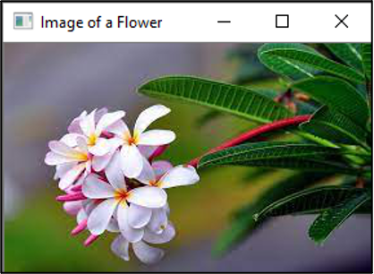 L'immagine originale mostrata dal programma. Rapprensenta dei fiori bianchi. È il risultato del blocco codice di esempio.